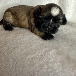 Boy 2 - Brindle male Shih Tzu puppy in Milford, Delaware from Spunky Shih-Tzus Delaware (Spunky Shih-Tzus)