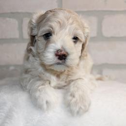 Female 2 - Cream female Cockapoo puppy in Mississippi from Ewing Acres