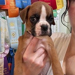 Kickin Roosters Finnick - Fawn male Boxer puppy in Alpine, New York from Kickin Rooster AKC Boxers