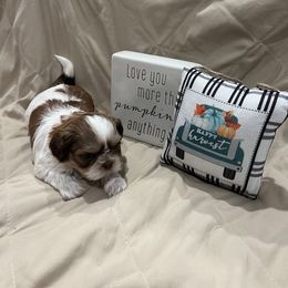 Girl 2 - Liver and white Shih Tzu puppy in Gulf Breeze, Florida from Garry's Shih Tzus
