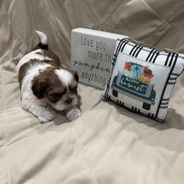 Girl 2 - Liver and white Shih Tzu puppy in Gulf Breeze, Florida from Garry's Shih Tzus