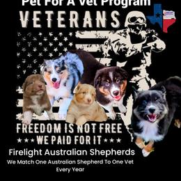 "Pet For a Veteran Yearly Program Message Us 🐾" Australian Shepherd Puppies from Firelight Australian Shepherds