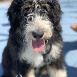 Bama - Bernedoodle
