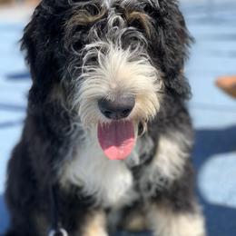 Bama - Bernedoodle
