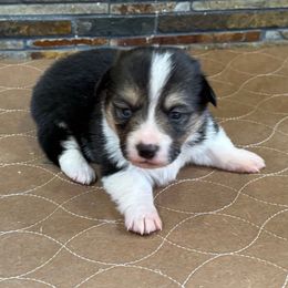 Boy 1 - Black and tan male Pembroke Welsh Corgi puppy in Visalia, California from VIP Stables
