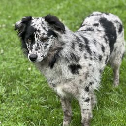 Star - Australian Shepherd