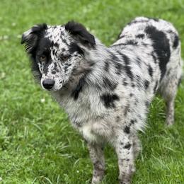 Star - Australian Shepherd