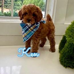 Ken - Red male Cavapoo puppy in Buford, Georgia from Petite Posh Puppies