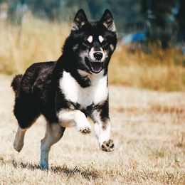 Siberian Huskies from The Flying Husky Kennel