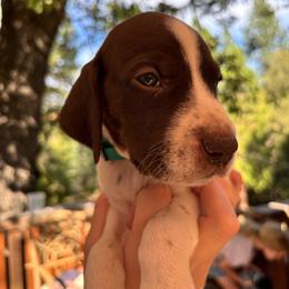 Cinnamon - teal collar - Liver and white female German Shorthaired Pointer puppy in Mokelumne Hill, California from Underhill GSP