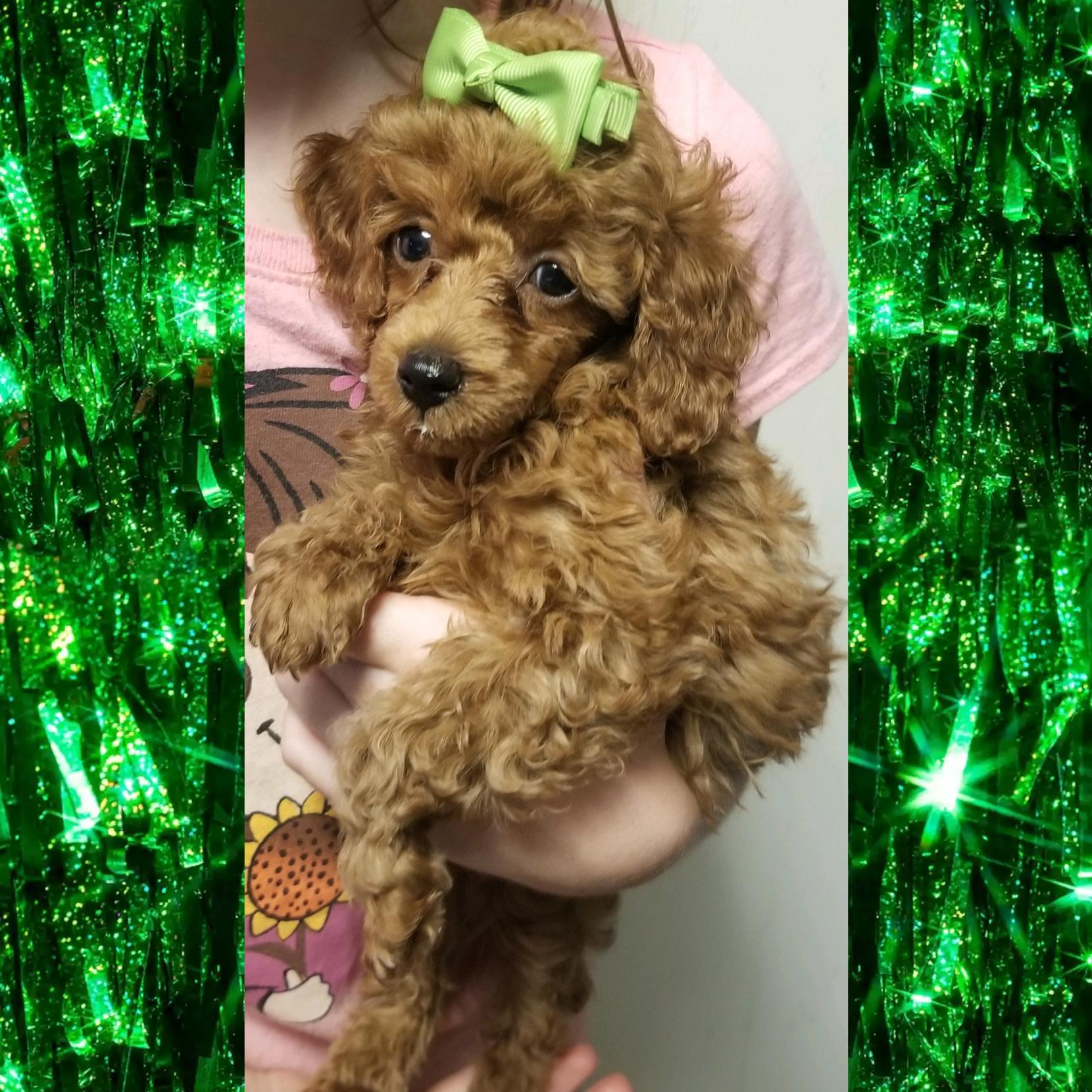 toy poodle maltipoo pekingese mix