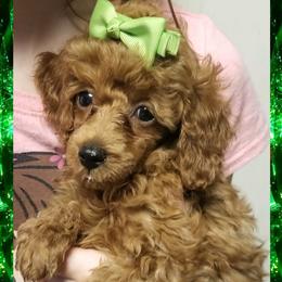 Maltese, Maltipoos, and Poodles from Mias Bayou Puppies, LLC