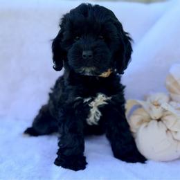 Cash - Black male Cockapoo puppy in Preston, Idaho from Shaffer Top Notch Puppies