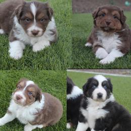 Australian Shepherd puppies from FaithsAussies