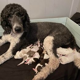 Poodles from Cartmell Standards