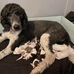 Poodles from Cartmell Standards