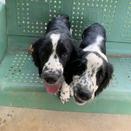 English Springer Spaniel puppies from Sweet Carolina Springers
