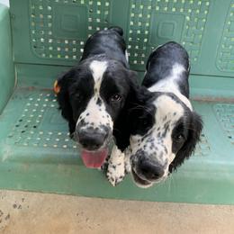 English Springer Spaniel puppies from Sweet Carolina Springers