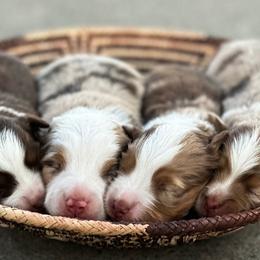 Toy Australian Shepherds from C&W Kennels