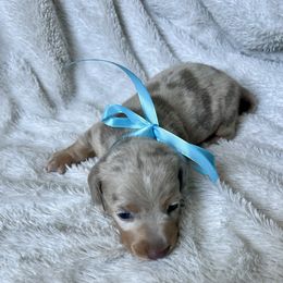 Butterball - Dachshund puppy from Honey Creek Doxies