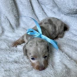 Butterball - Dachshund puppy from Honey Creek Doxies