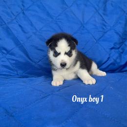 Onyx boy 1 - Black and white male Siberian Husky puppy in Ocala, Florida from Florida Husky Puppies