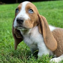 Sherbet - Tan and white female Basset Hound puppy in Lebanon, Ohio from Golden Acres D & B