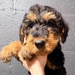 White aka Arlo - Black and tan male Airedale Terrier puppy in Mooresville, North Carolina from Farm 55
