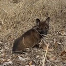 German Shepherd Puppies from Czech Working Lines