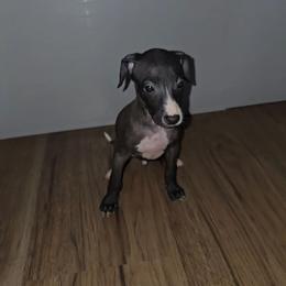 Black Boy - Seal male Italian Greyhound puppy in Frostproof, Florida from Quality Italian Greyhounds
