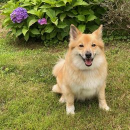 Freyja - Icelandic Sheepdog