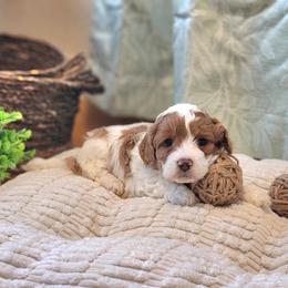 F1B Meet Woodstock :) - Blenheim male Cavapoo puppy in Centerville, Iowa from Barnyard Dachshunds, Dals & Doodles