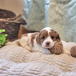 F1B Meet Woodstock :) - Blenheim male Cavapoo puppy in Centerville, Iowa from Barnyard Dachshunds, Dals & Doodles
