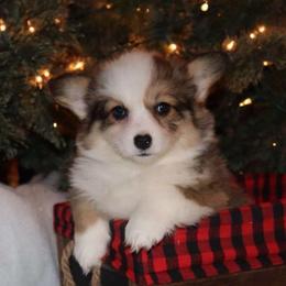 Sis - Sable female Pembroke Welsh Corgi puppy in St. Charles, Iowa from Kim Boyle's Pembroke Welsh Corgis