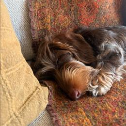 Tiny - Dachshund