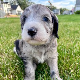 Nash - Merle male Sheepadoodle puppy in Osceola, Indiana from Sheepadoodle Doo