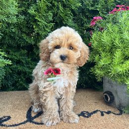 Elmo - Buff and white male Cockapoo puppy in Shipshewana, Indiana from Home Raised Cockapoos