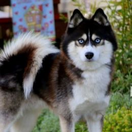 Maverick - Pomsky