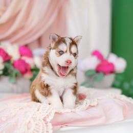 Reverie - Red and white female Pomsky puppy in Mattoon, Illinois from Southpaw Pomskies