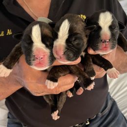 Boxer Puppies from Goodfella Boxers