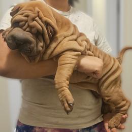 Rusty - Red sable male Chinese Shar-Pei puppy in Bakersfield, California from Cashmerewrinkles