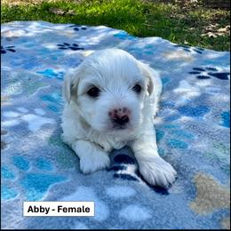 Girl 1 - White female Coton de Tulear puppy in Mead, Oklahoma from Bar W Cotons
