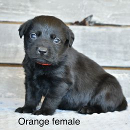 Orange female - Black female Labrador Retriever puppy in Mississippi from Sure Shot English Labs