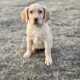 Carla - Yellow female Labrador Retriever puppy in Baldwin City, Kansas from Hedge Lane Labradors