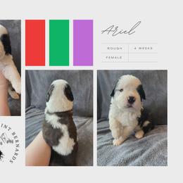 Ariel - Mahogany and white female Saint Bernard puppy in Saltsburg, Pennsylvania from Loyal Ridge Saint Bernards