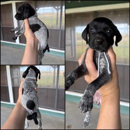 White female - Black roan female German Shorthaired Pointer puppy in Crockett, Texas from LL Gun Dogs, LLC