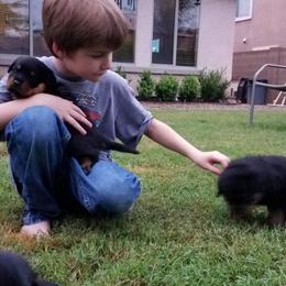 Rottweiler Puppies from Gottlïchen Rottweilers