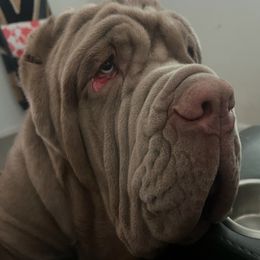 Neapolitan Mastiff Puppies from Red Rock Neapolitan Mastiffs