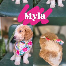 Myla - Yellow and white female Bernedoodle puppy in Wagener, South Carolina from Noble Friend Breeders LLC