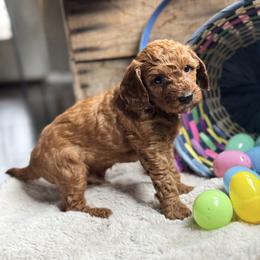 Forest - Red male Cavapoo puppy in Orrstown, Pennsylvania from Pawfect Fur Friends